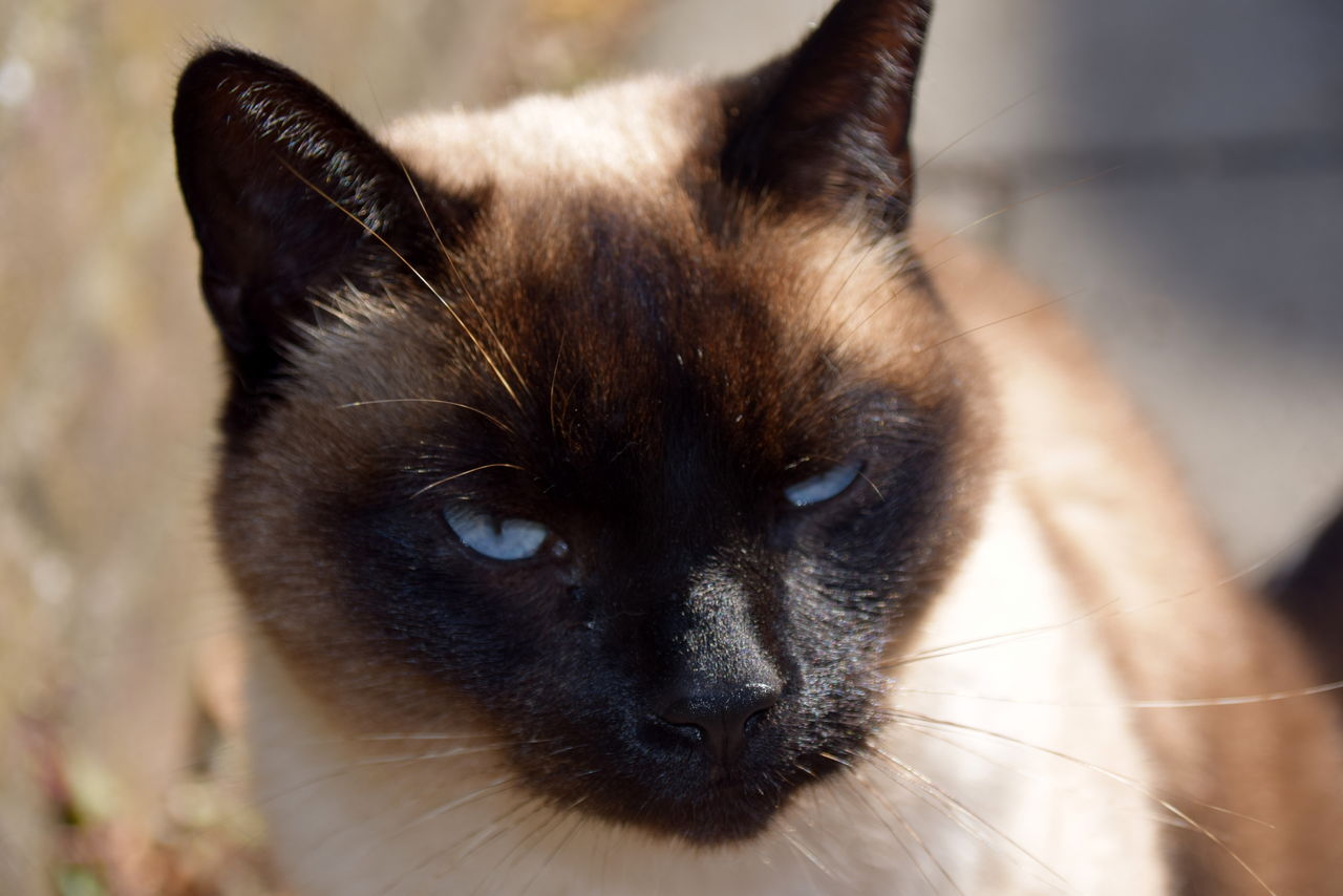 Close-up portrait of cat