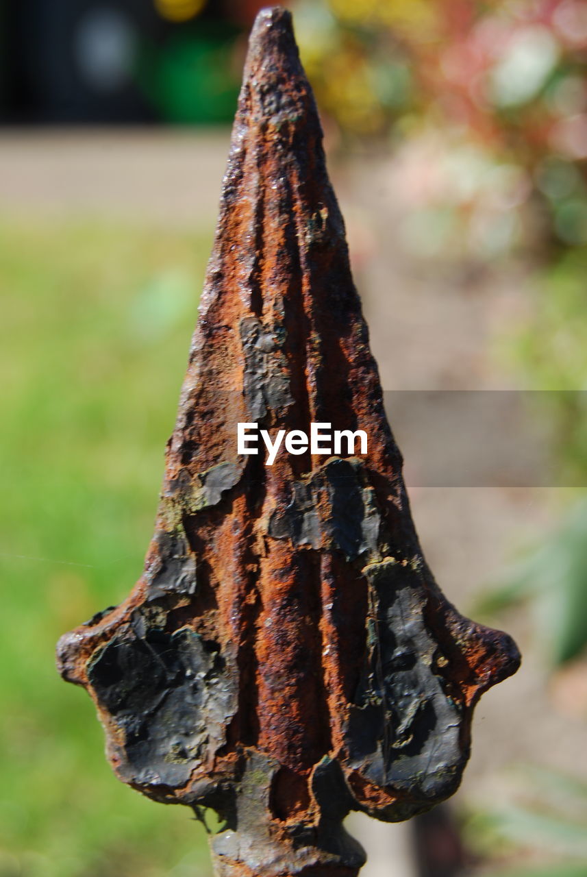 CLOSE-UP OF RUSTY METAL ON PLANT