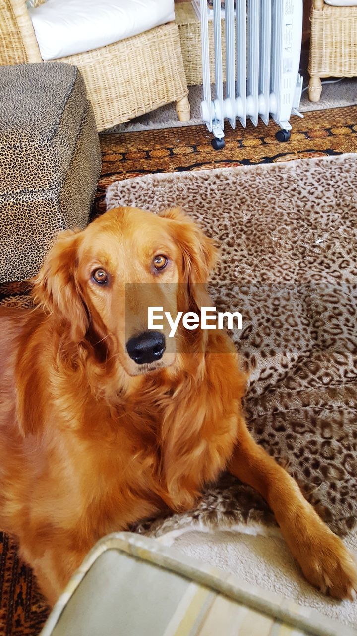 PORTRAIT OF DOG SITTING ON BLANKET