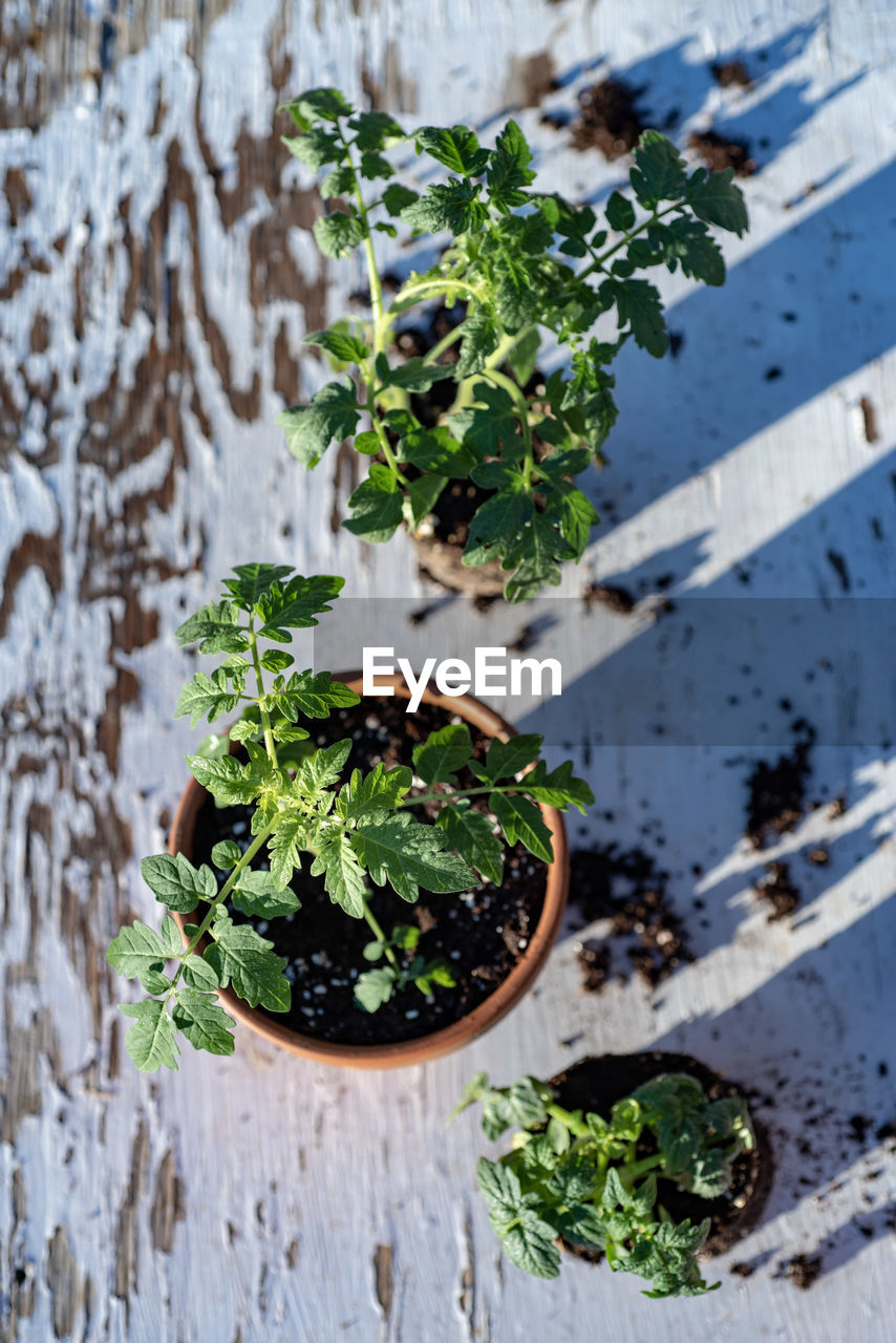 HIGH ANGLE VIEW OF PLANTS IN POT