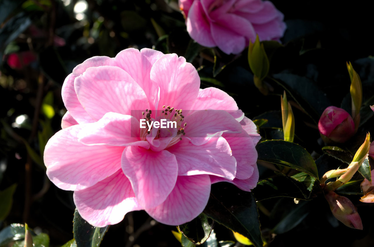 Close-up of pink rose