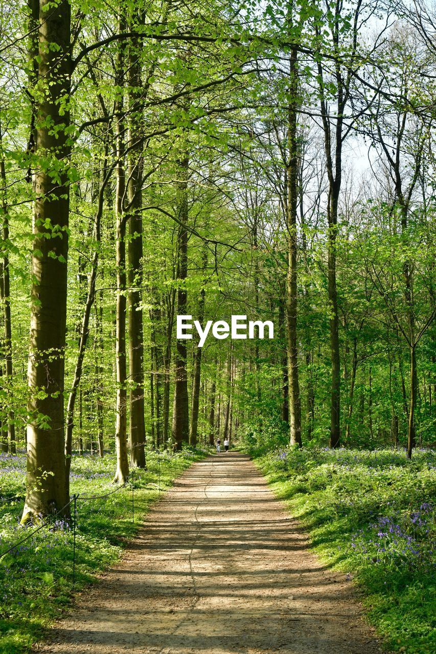 Footpath amidst trees in forest