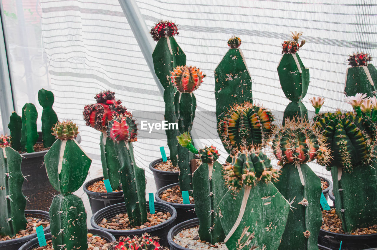 View of potted plants for sale in market