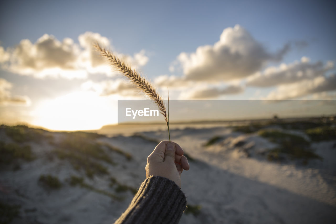 Cropped image of hand holding reed at beach against sky