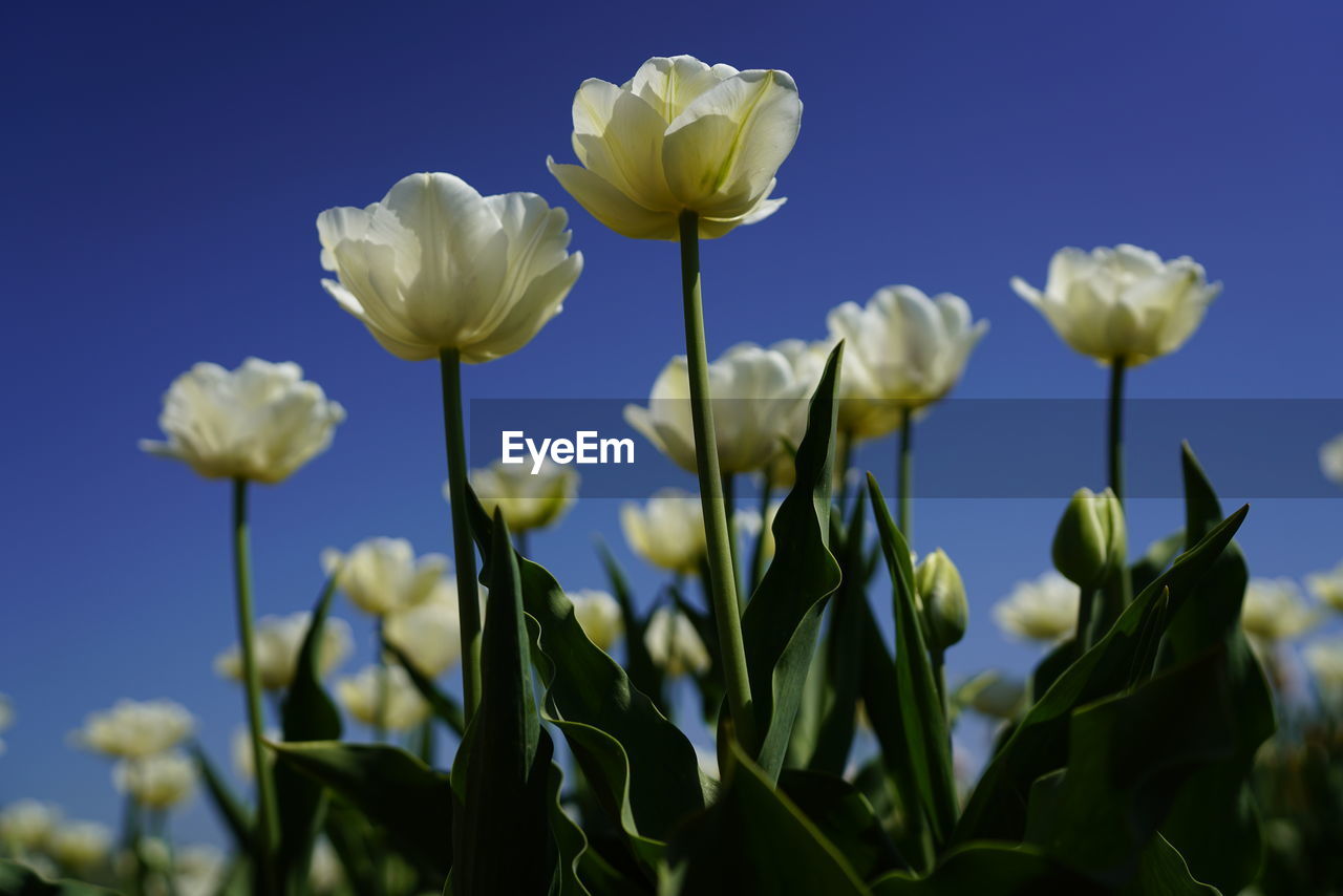 Close-up of yellow flowering plants growing on field against sky