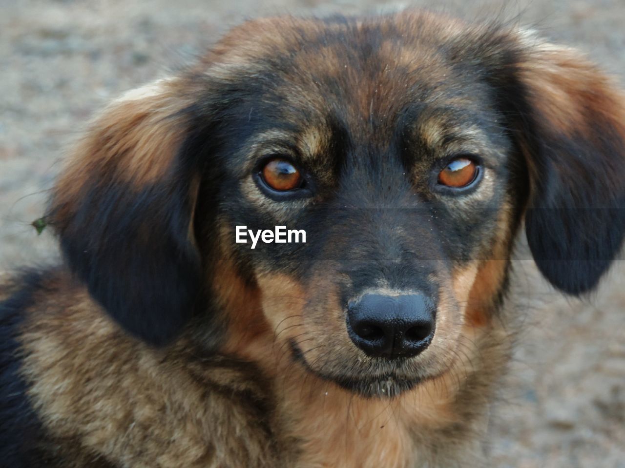 PORTRAIT OF DOG LOOKING AT CAMERA