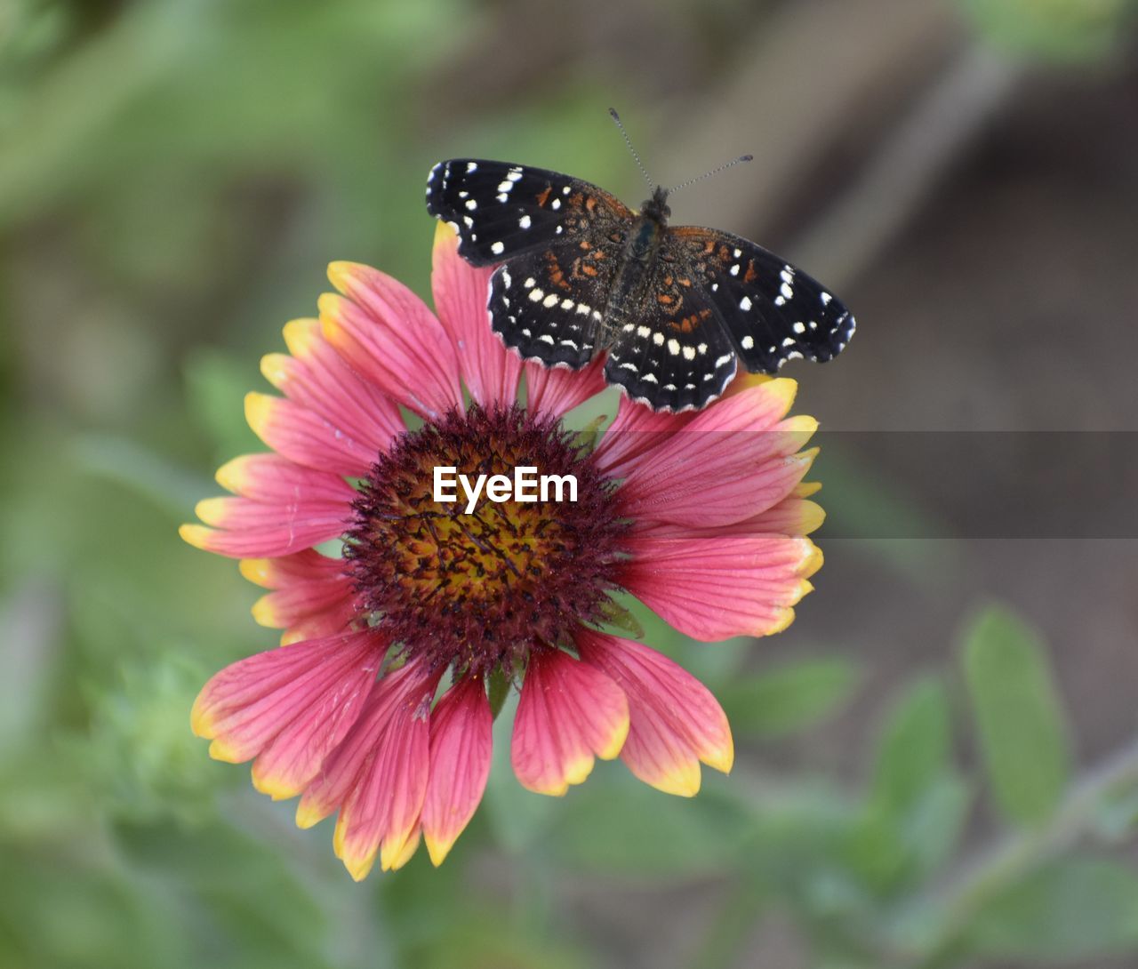 CLOSE-UP OF BUTTERFLY POLLINATING FLOWER