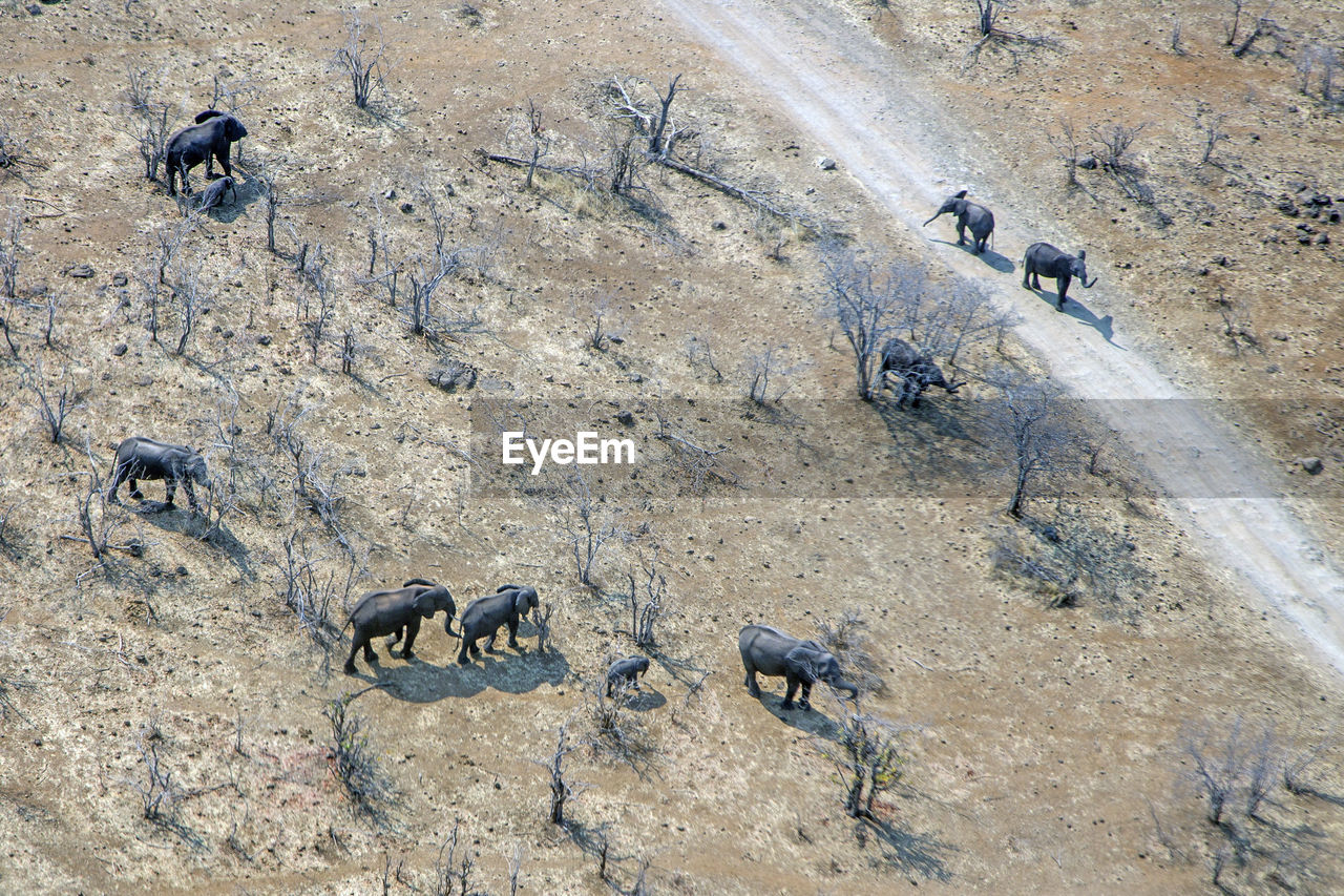 Aerial view of elephants on field