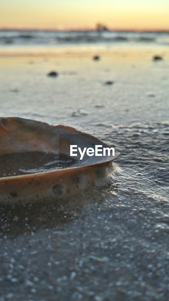 Close-up of wet sea shell on beach