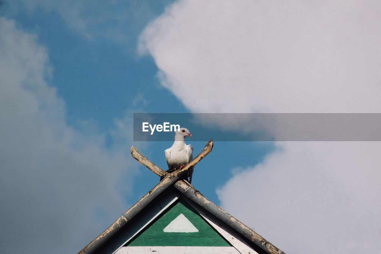 LOW ANGLE VIEW OF SEAGULLS PERCHING ON ROOF