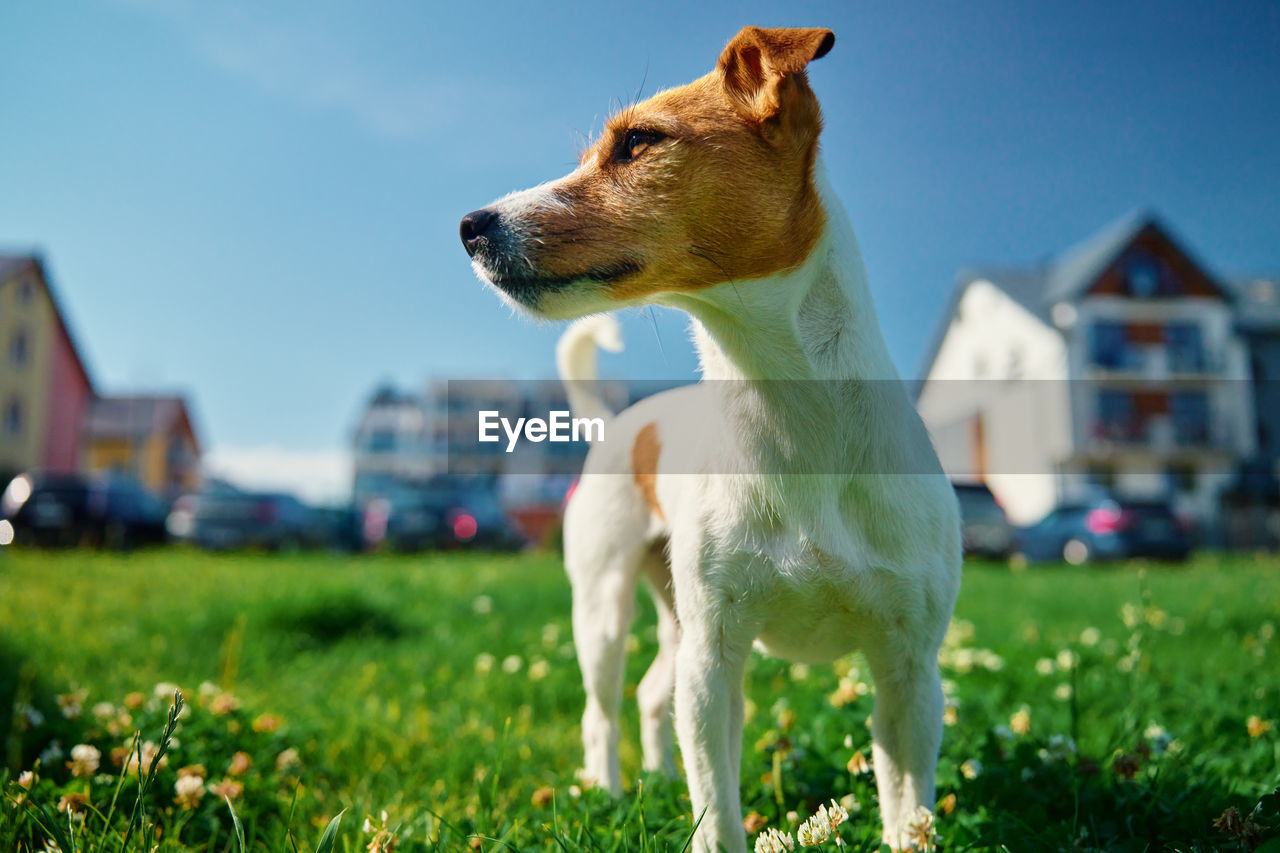 Cute small dog on lawn with green grass near living house at summer day. active pet 