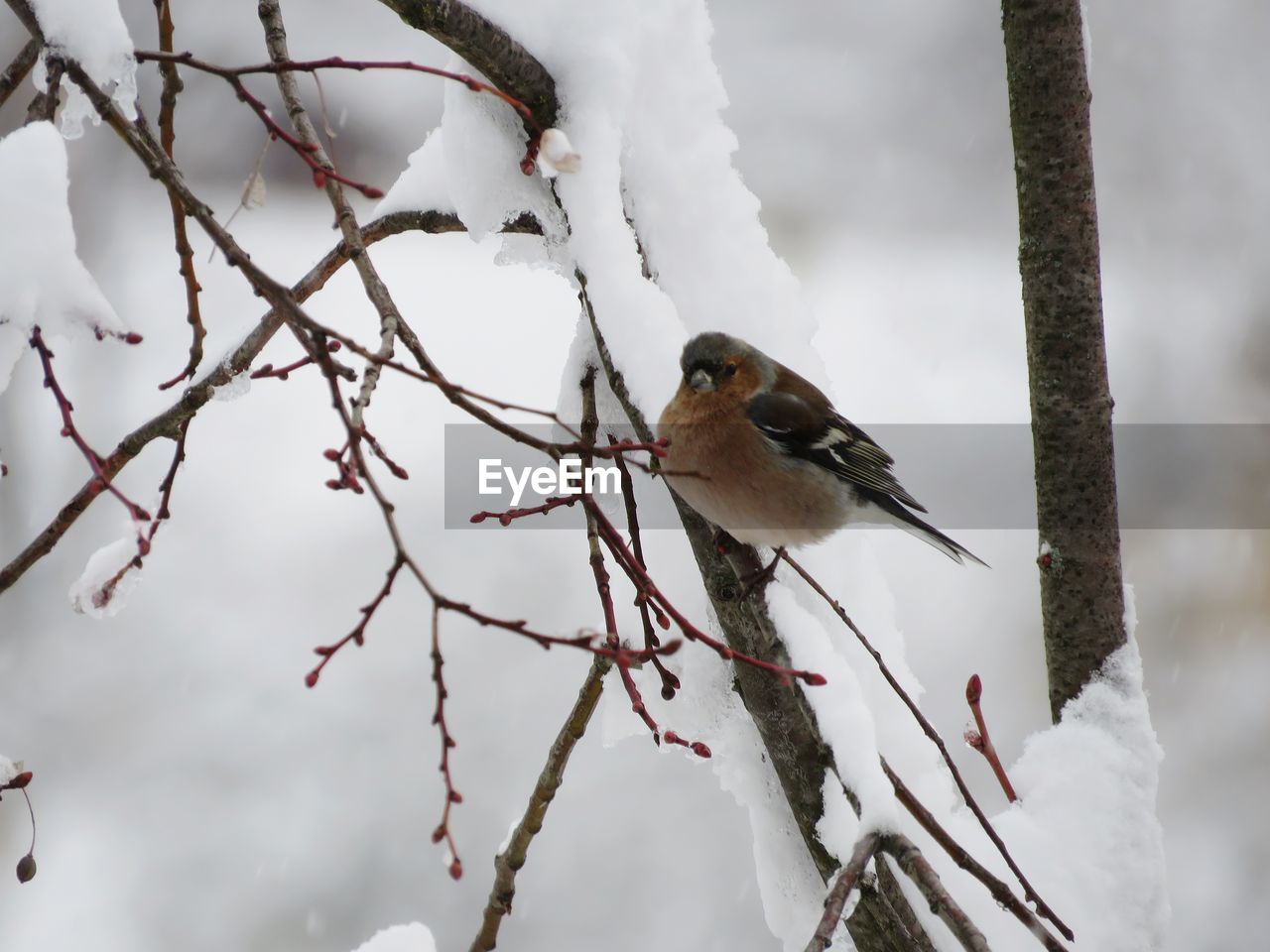 BIRD PERCHING ON BRANCH