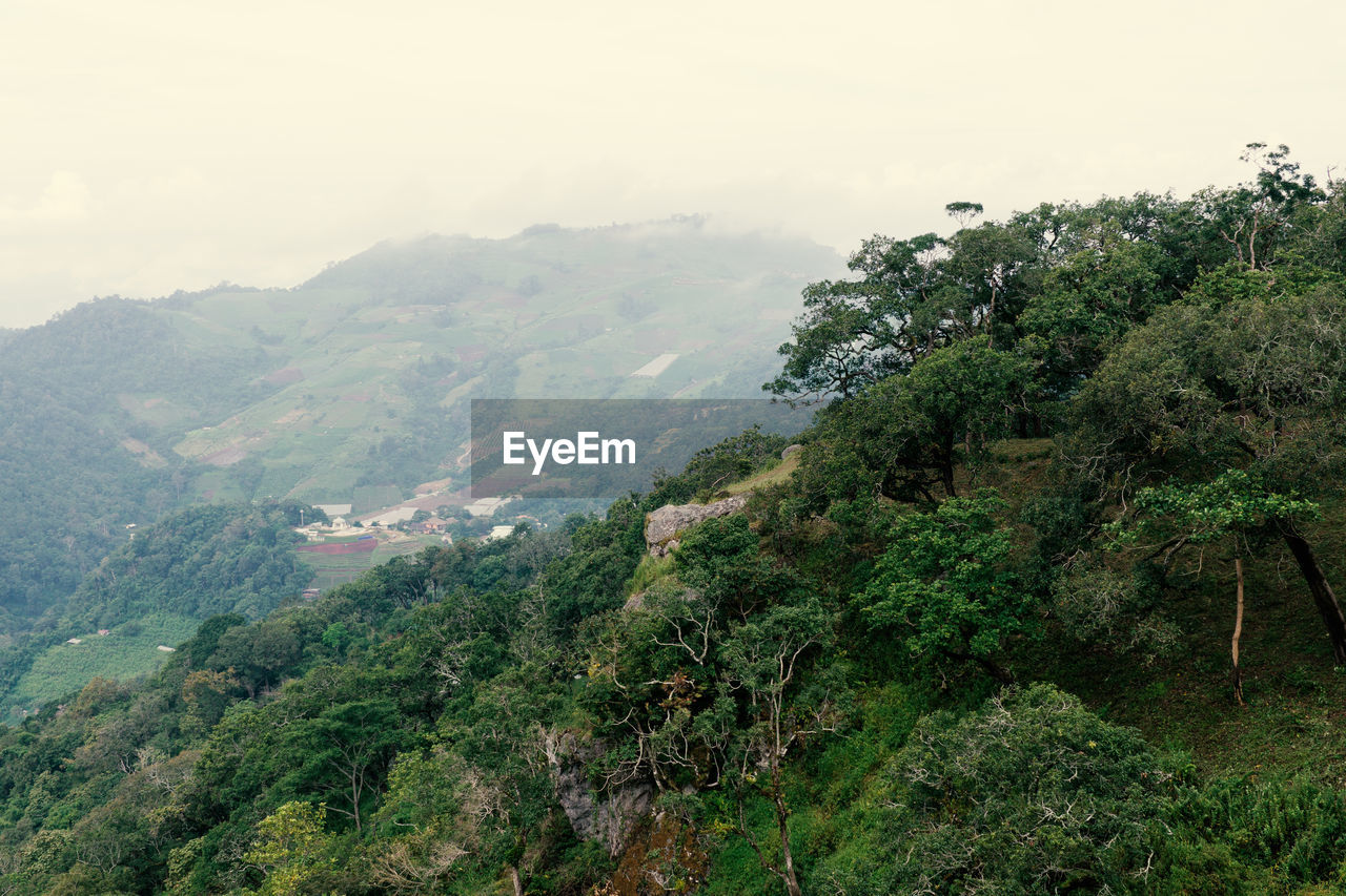 Scenic view of forest against sky