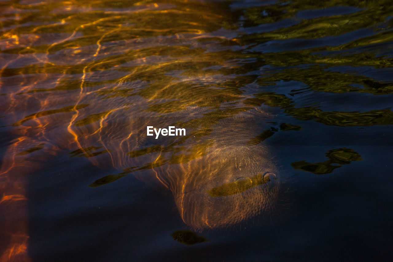 reflection, water, animal themes, sea, animal, wildlife, animal wildlife, no people, nature, underwater, sunlight, one animal, swimming, rippled, wave, sea life, outdoors, beauty in nature, marine, motion, high angle view, leaf, ocean