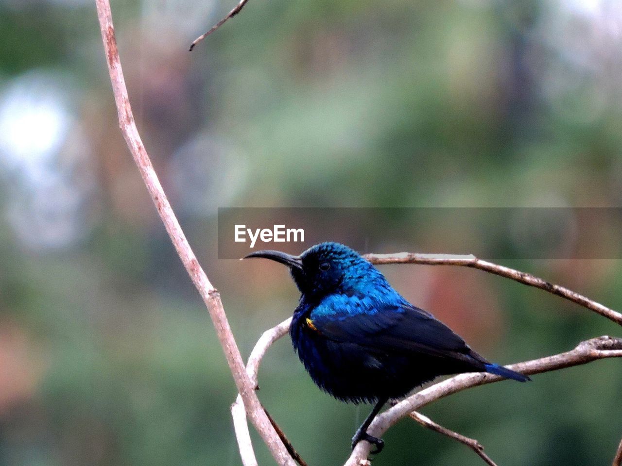 Close-up of bird perching on twig