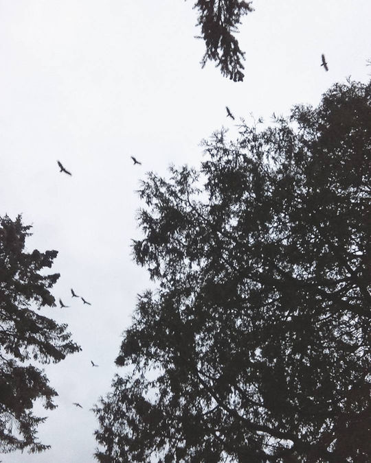 LOW ANGLE VIEW OF BIRDS FLYING OVER WHITE BACKGROUND