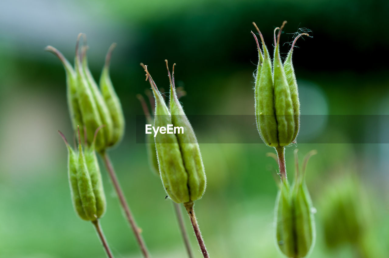 Close-up of flower buds growing outdoors