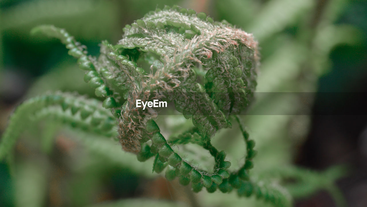 Close-up of a plant