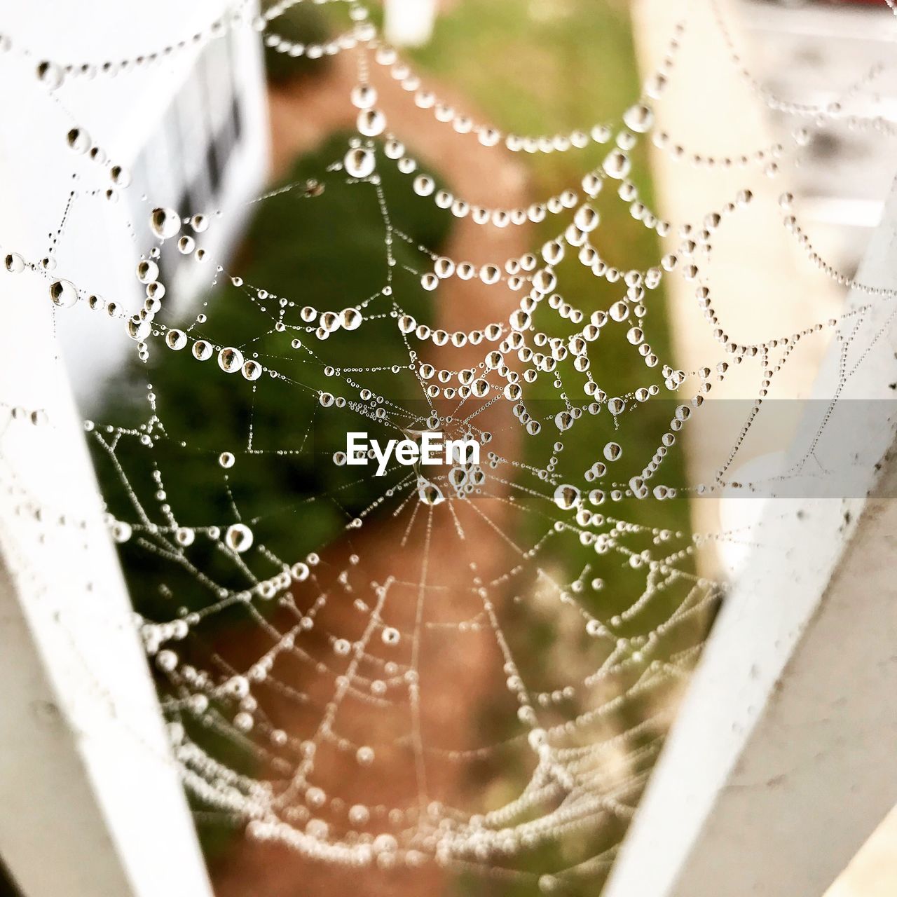 CLOSE-UP OF SPIDER ON WEB OUTDOORS