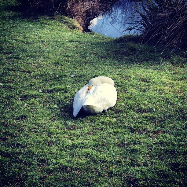 BIRDS ON GRASSY FIELD