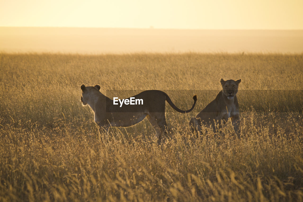 Side view of lioness on grassy field during sunset