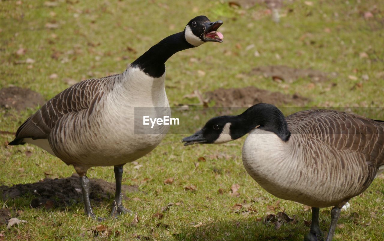 Couple of geese on field