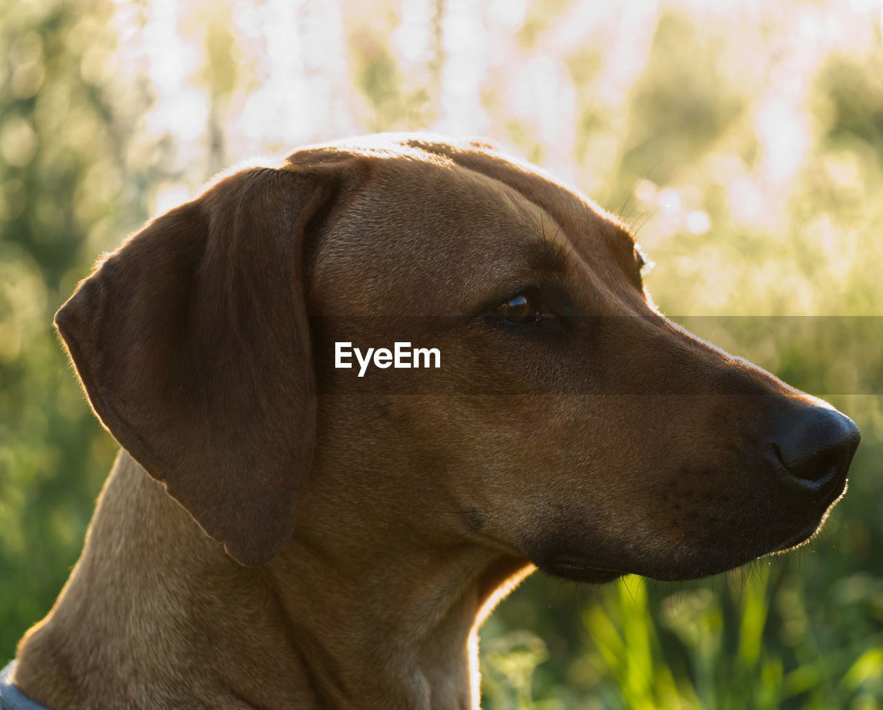 CLOSE-UP OF A DOG LOOKING AWAY OUTDOORS