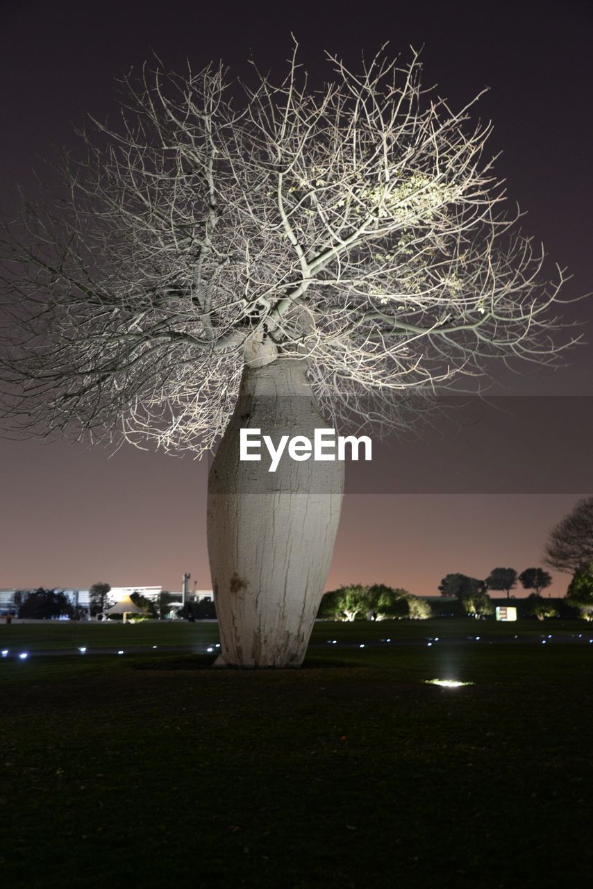 CLOSE-UP OF ILLUMINATED TREE AGAINST SKY