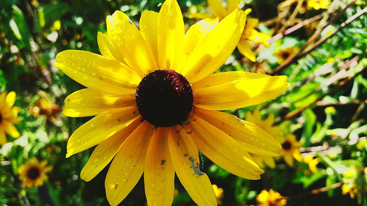 MACRO SHOT OF YELLOW FLOWER