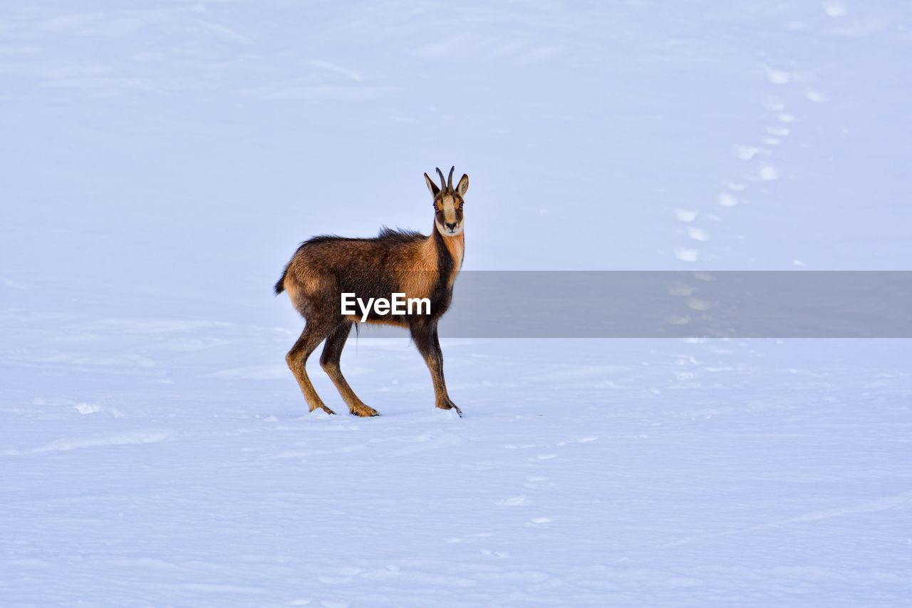 DEER STANDING IN SNOW