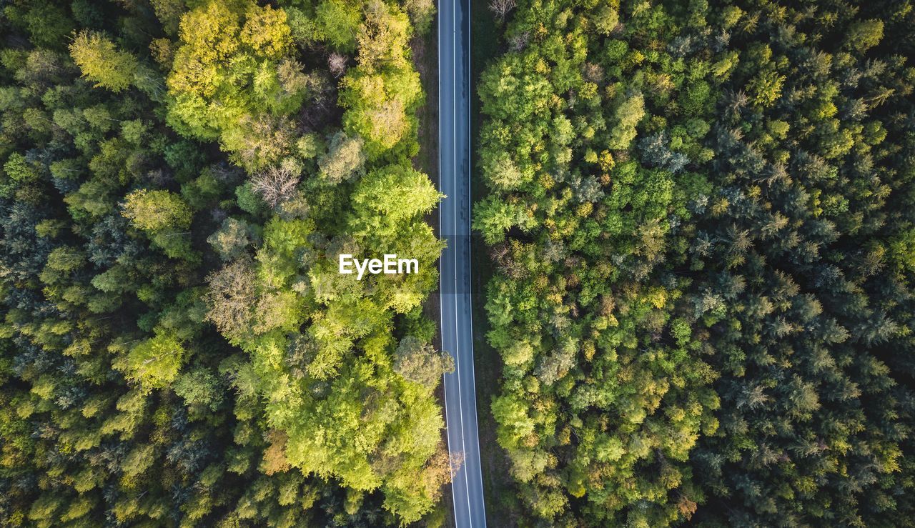 Aerial view of road amidst trees in forest