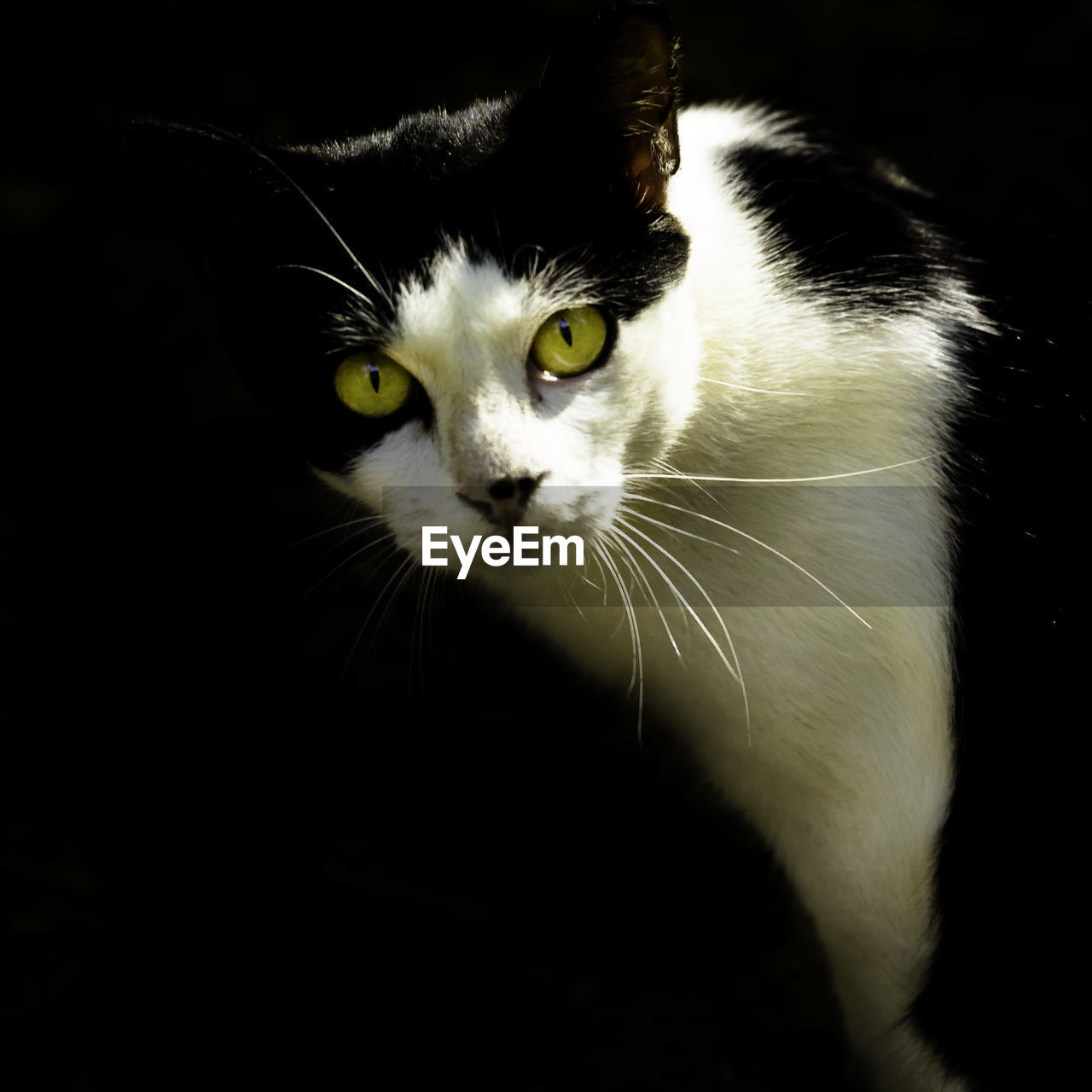 Close-up portrait of cat against black background