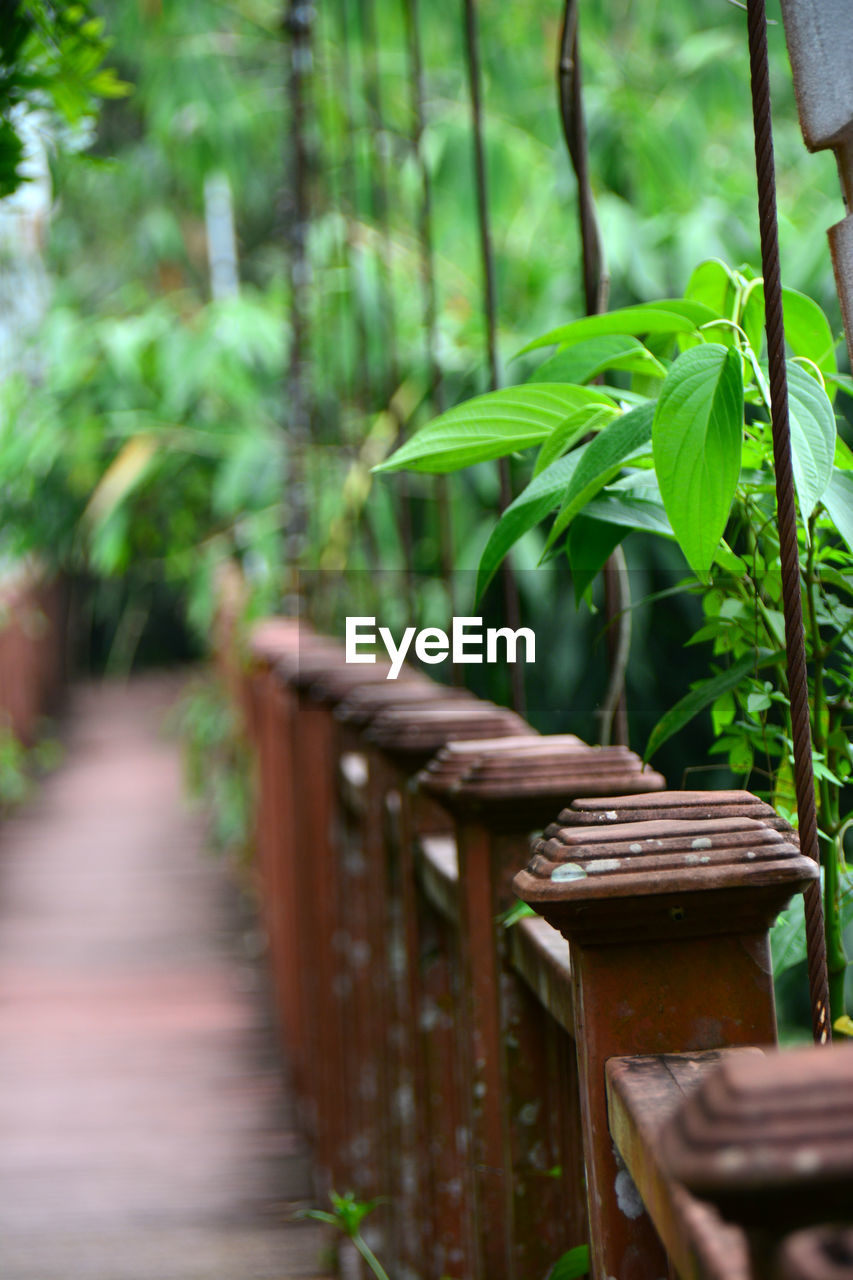 CLOSE-UP OF BAMBOO PLANTS