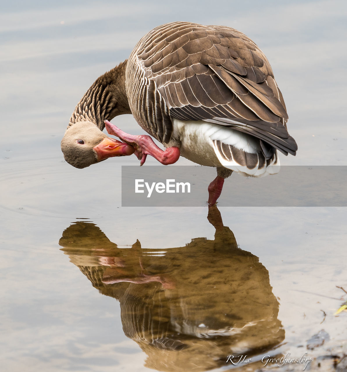 Goose swimming in pond