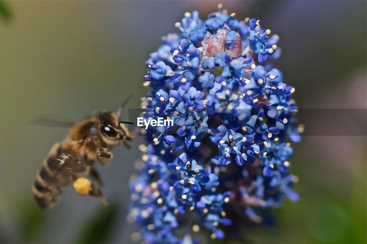 Close-up of bee hovering on blue flowers at park