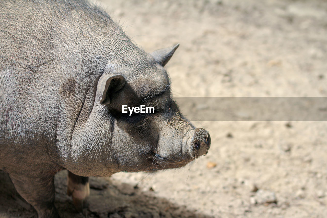 Close-up of pig  on field