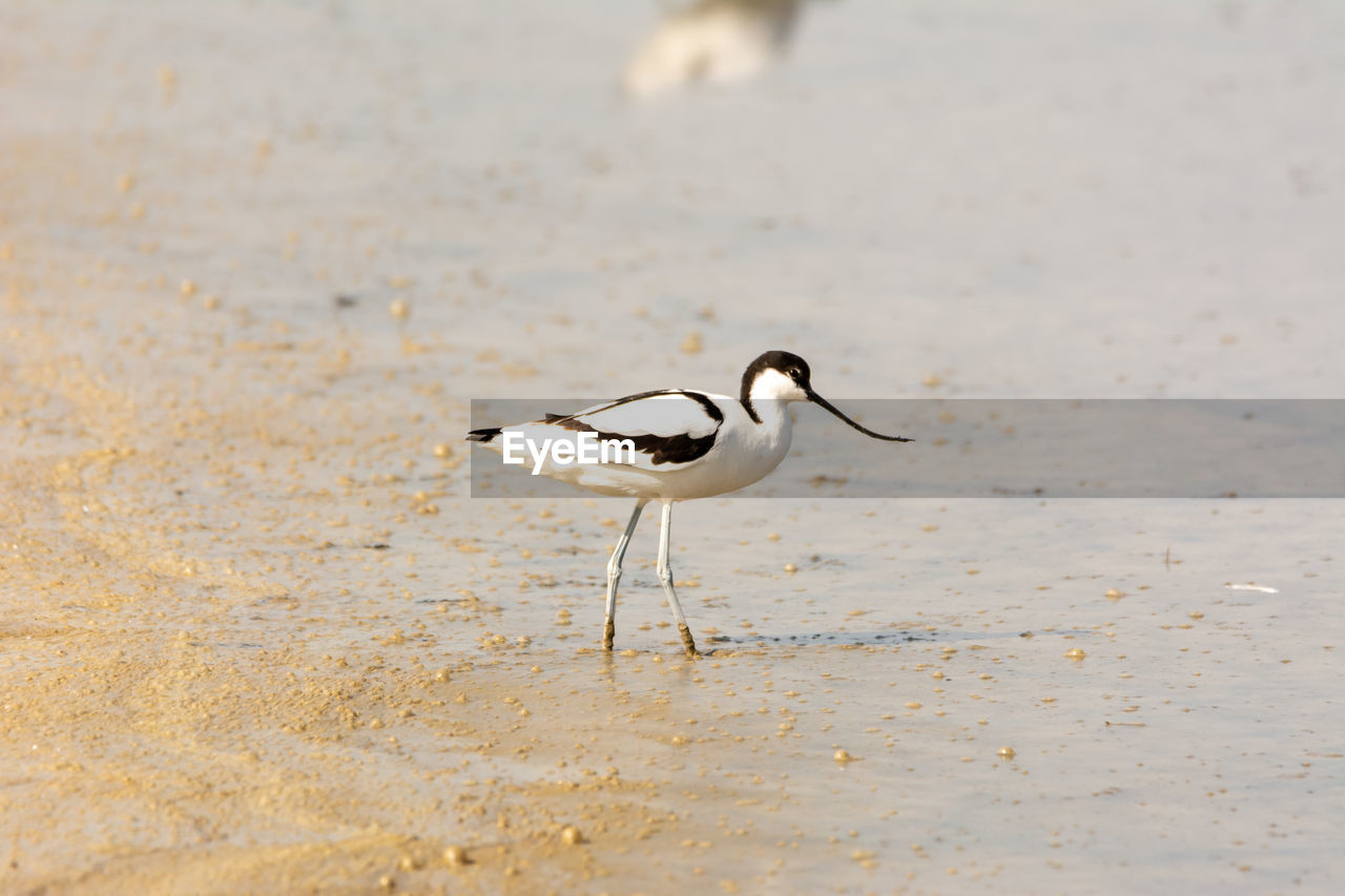 BIRD ON BEACH