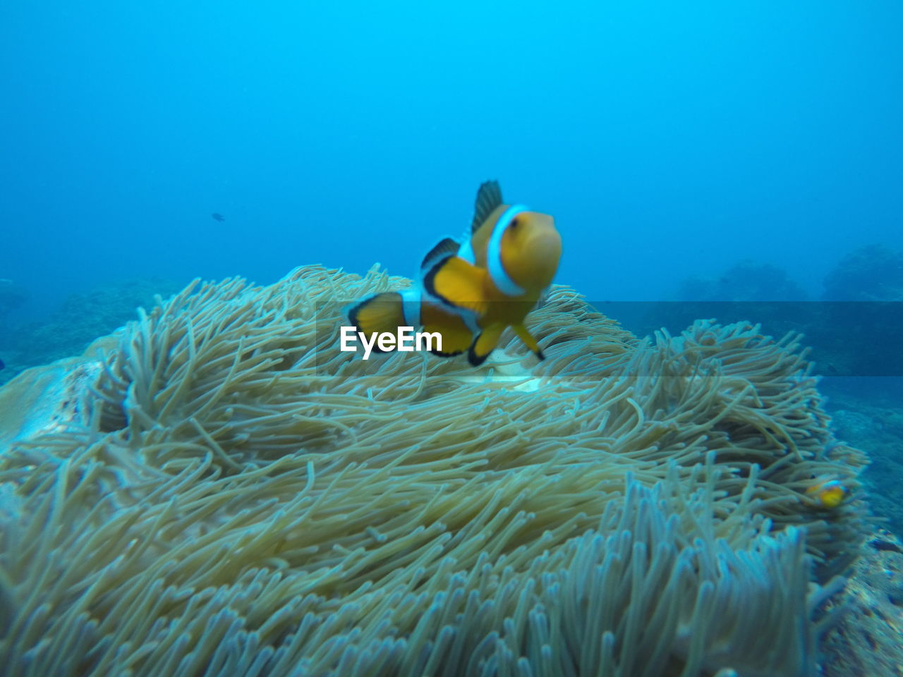 Fish swimming by sea anemone in sea