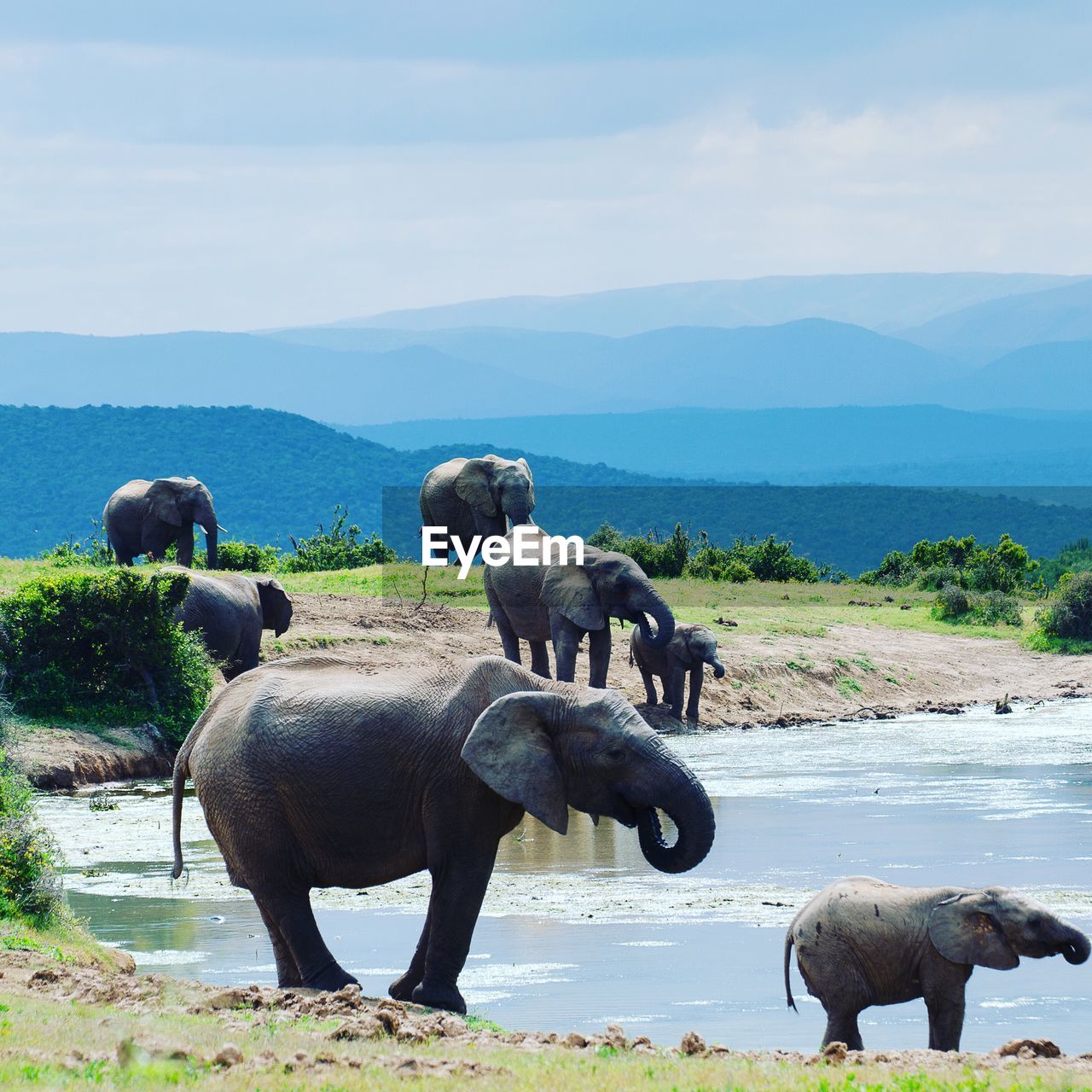 Elephant on riverbank against sky