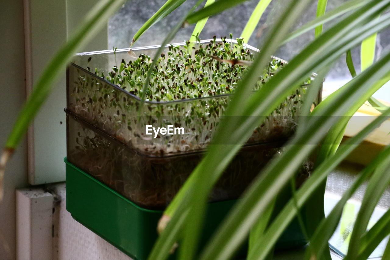 CLOSE-UP OF FRESH POTTED PLANTS