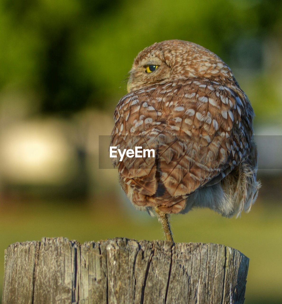 Close-up of owl perching on wooden post