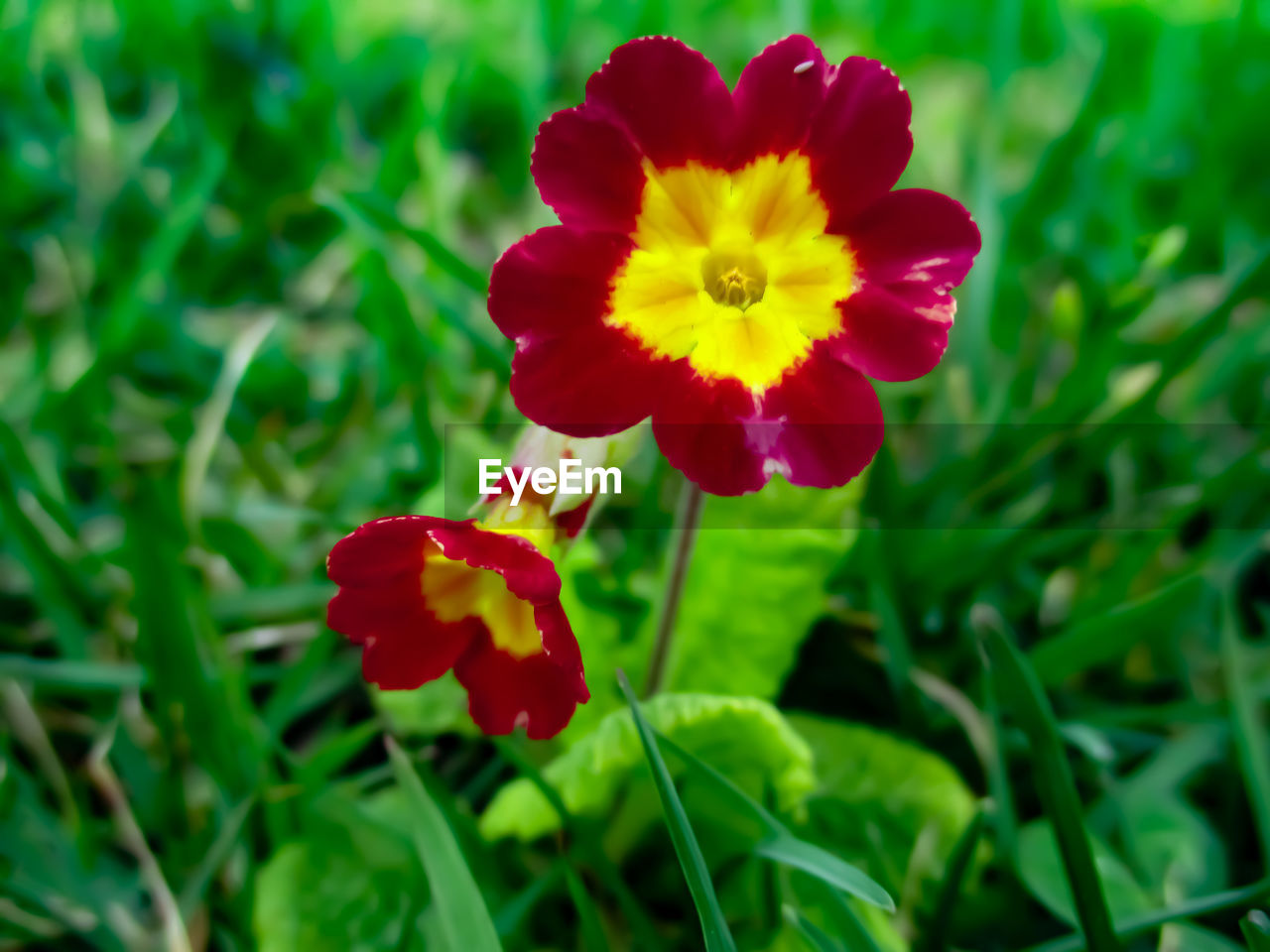 CLOSE-UP OF RED ROSE FLOWER