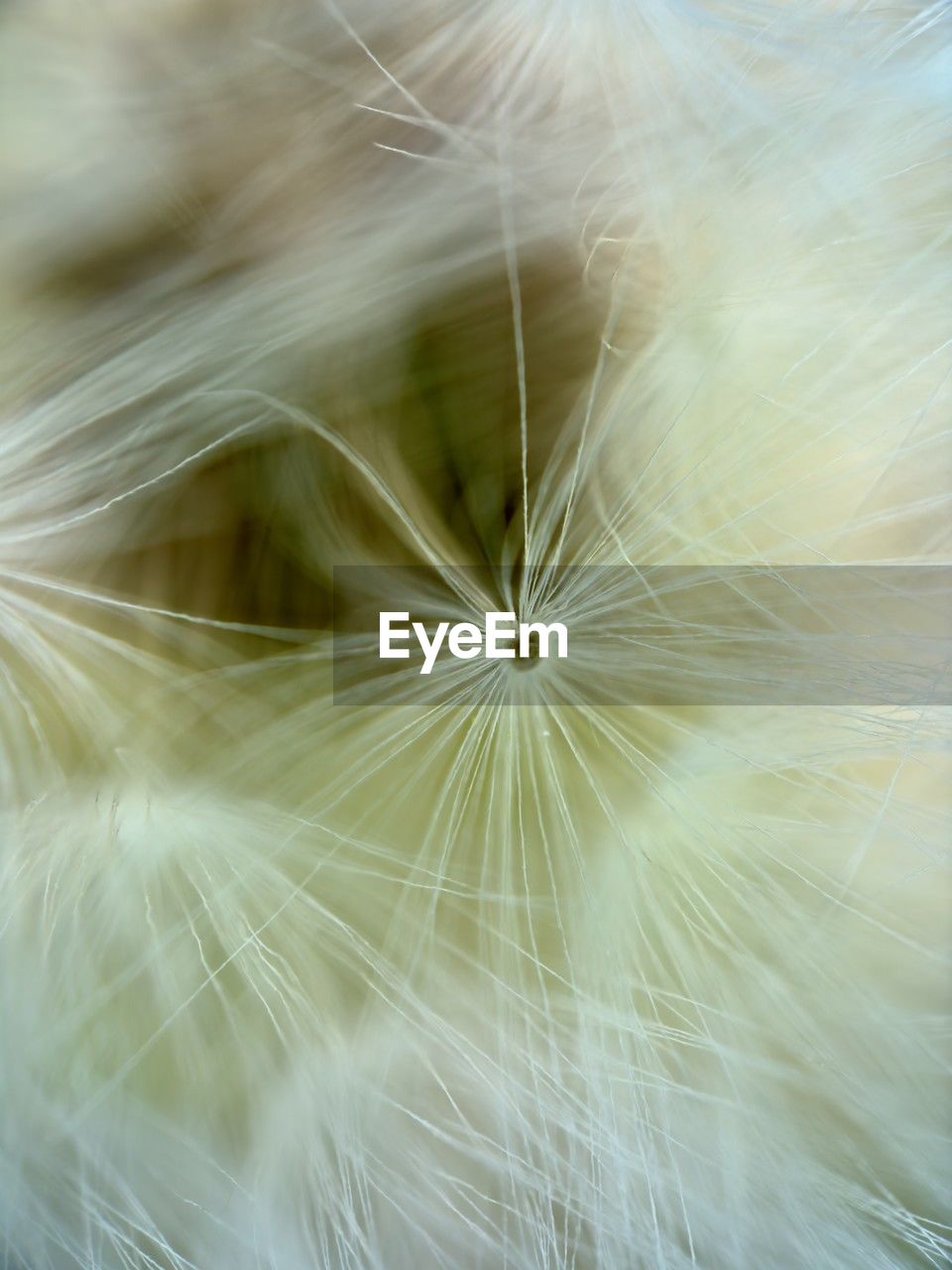 Close-up of dandelion