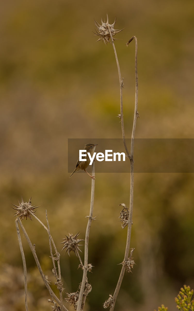 CLOSE-UP OF DRY BIRD PLANT