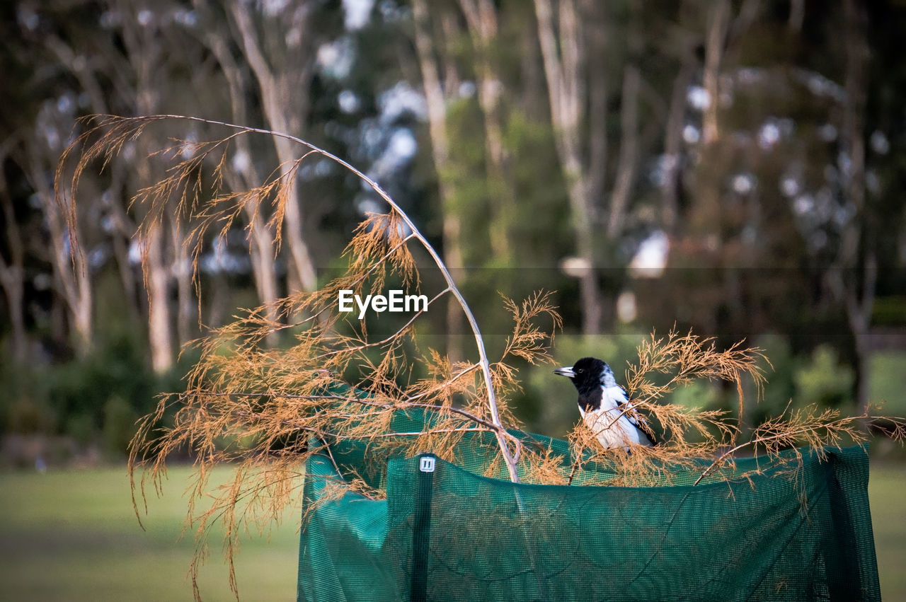 Bird perching on plant