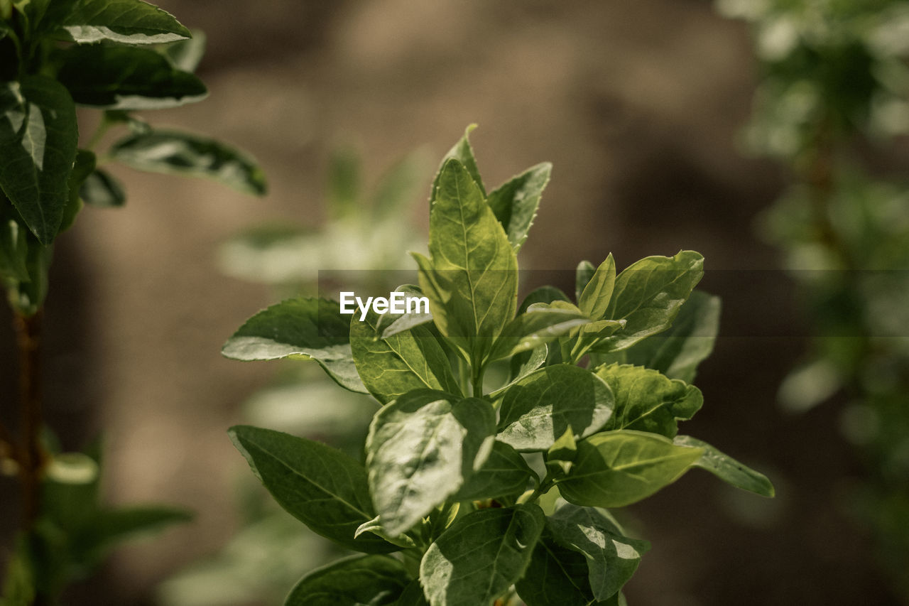 leaf, plant part, plant, food and drink, food, green, nature, flower, herb, growth, no people, close-up, vegetable, social issues, freshness, outdoors, medicine, agriculture, healthcare and medicine, healthy eating, produce, beauty in nature, focus on foreground, day