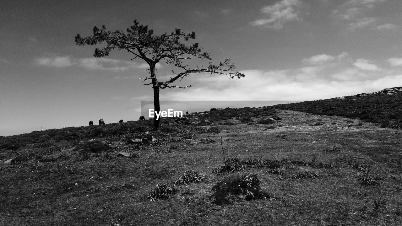 Low angle view of trees on field against sky