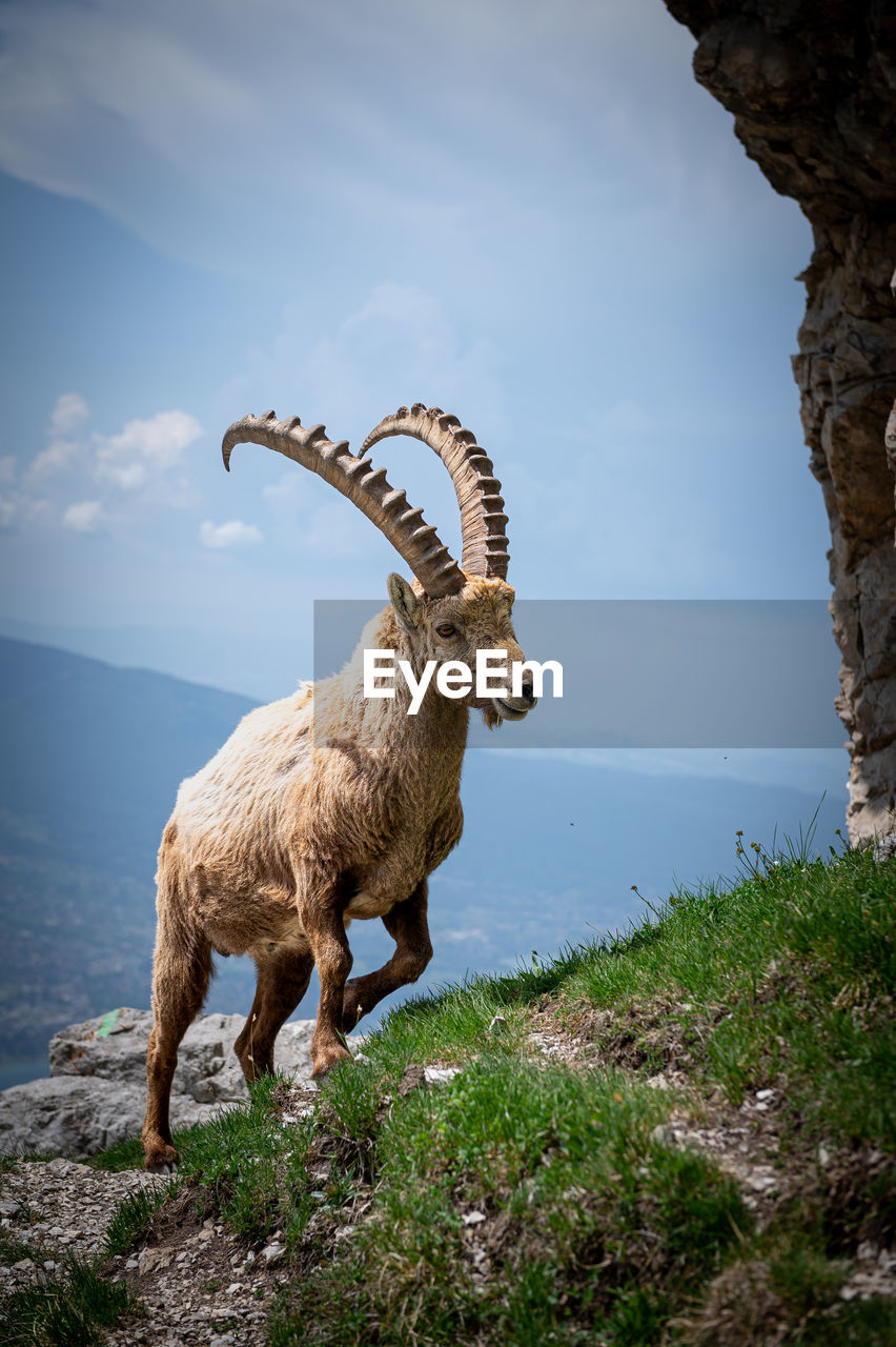 deer standing on field against sky