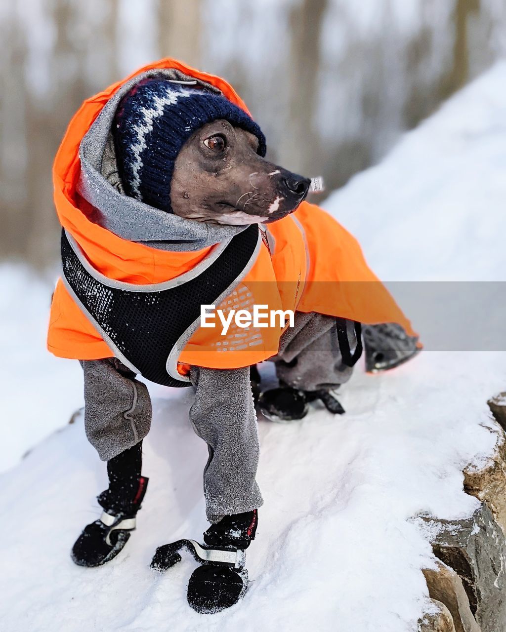 Warmly dressed dog looking away on snow field