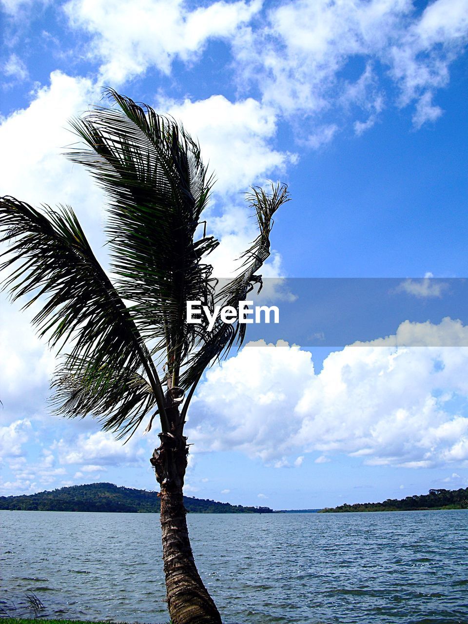 TREE BY SEA AGAINST SKY